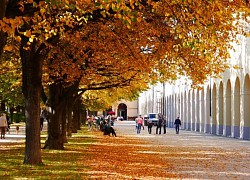 Mơ màng mùa lá vàng ở Munich