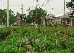 Người trồng hoa Tết ở Thừa Thiên - Huế với nguy cơ trắng tay sau lũ lớn