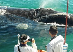 Hào hứng khoảnh khắc "săn" cá voi ở Hermanus, Nam Phi