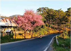 Ngôi làng rực rỡ sắc hoa đào K'Long K'Lanh ở Lâm Đồng