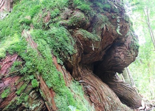 'Vương quốc' Pơ mu ngàn năm tuổi trên dãy Trường Sơn