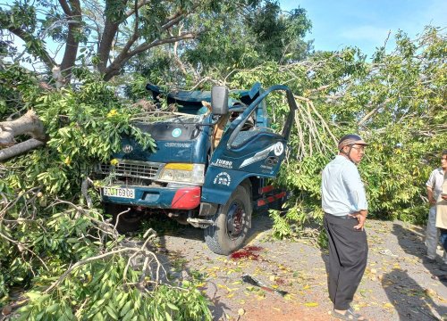 Bình Thuận: Cây xà cừ bật gốc đè xe tải, tài xế tử vong