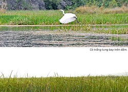 Bồng bềnh đầm Vân Long