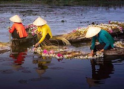 Đẹp nao lòng mùa bông súng trên đồng lũ Mộc Hóa, Long An