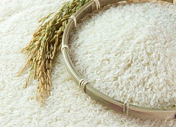 Giá lúa gạo hôm nay 27/10: Giá lúa tăng 1.000 đồng/kg sau 3 phiên điều chỉnh