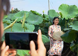 Hút hồn cánh đồng sen hồng Lang Minh