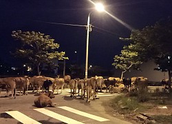 Bò thả rông lông nhông... giữa phố ở Đà Nẵng