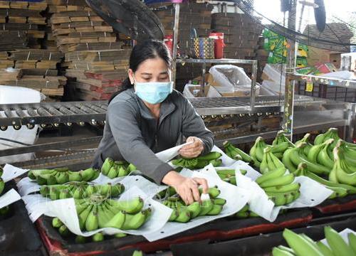 Bộ trưởng Lê Minh Hoan: Cơ hội cho sản xuất và xuất khẩu chuối Việt Nam