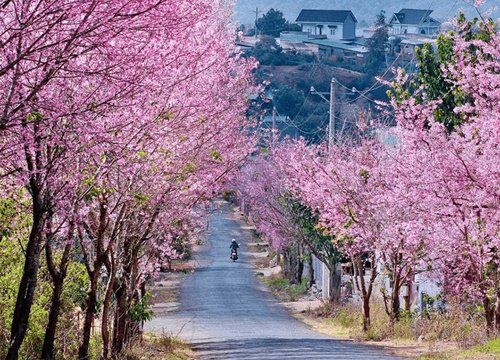 Đà Lạt mùa hoa mai anh đào