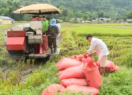 Giá lúa gạo hôm nay 3/11: Kho cạn hàng, giá gạo tiếp tục tăng