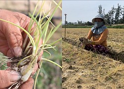 Hàng chục ha rau hành, kiệu bị chết hàng loạt ở Bình Định