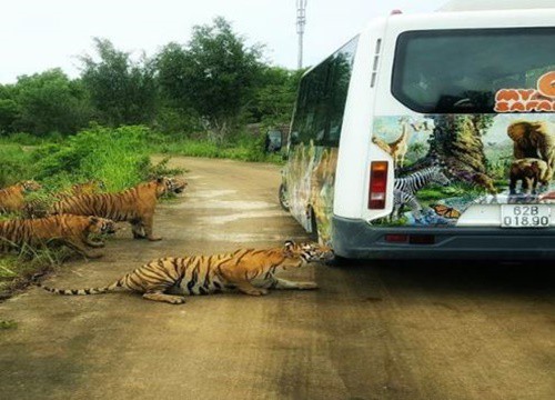 Mỹ Quỳnh Safari Long An