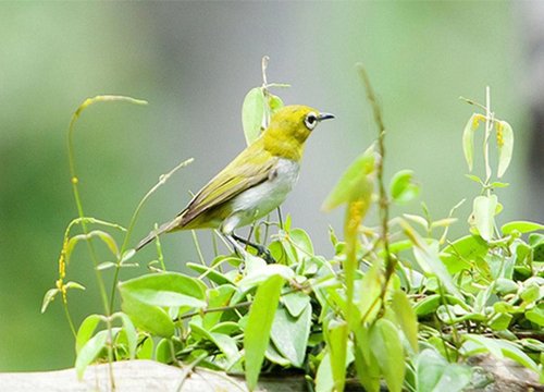 Nguyên nhân làm cho các loài chim ngày càng nhỏ đi