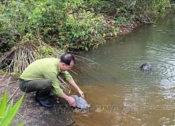 Thả 112 động vật hoang dã quý hiếm về Vườn Quốc gia Bù Gia Mập