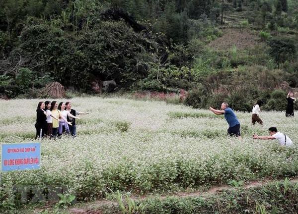 Vẻ đẹp của hoa tam giác mạch nở rộ trên cao nguyên đá Hà Giang