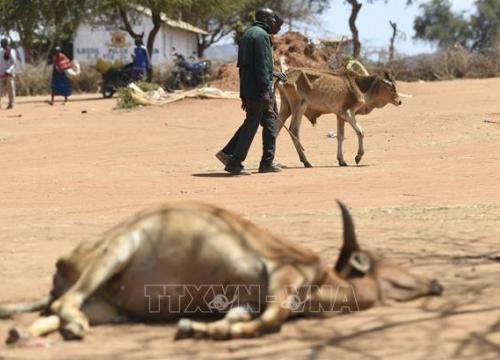 Hạn hán khiến nhiều loài động vật hoang dã chết hàng loạt tại Kenya