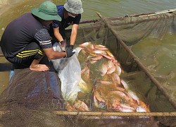 Chấn chỉnh việc buôn bán, sử dụng kháng sinh cấm trong nuôi trồng thủy sản