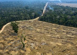 COP27: Hơn 25 nước tham gia nhóm đối tác mới nhằm duy trì cam kết bảo vệ rừng