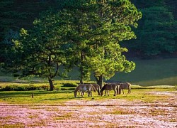 Lên Lâm Đồng dự Festival hoa Đà Lạt: Đừng quên 'check in' đồi cỏ hồng