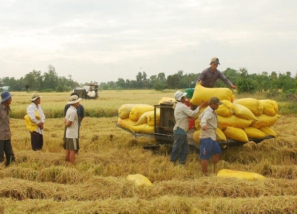 Giá lúa gạo hôm nay 11/11: Giá lúa thu đông neo ở mức cao