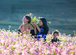 Mùa tam giác mạch đẹp mê hồn ở 'thảo nguyên Thụy Sĩ giữa lòng Hà Giang'