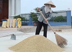 Nhà cao cửa rộng, mẹ Đồng Văn Hùng vẫn miệt mài phơi thóc