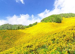 Ba Vì mùa này đang rực rỡ hơn bao giờ hết bởi sự nở rộ của loài hoa này