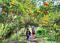 Quảng Ninh: Về Vân Đồn, trải nghiệm hái cam, câu cá