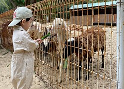 Rủ nhau đi Safari Quy Nhơn điểm đến lý tưởng cho bé yêu