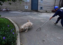 'Săn' chó thả rông ở TP Thủ Đức: Cần nhanh chóng nhân rộng nhiều nơi