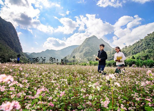 Lưu ngay 6 địa điểm ngắm hoa tam giác mạch Hà Giang đẹp nhất