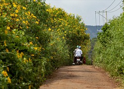 Tây Nguyên bừng sáng sắc vàng gọi mùa đông đến