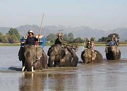 Du lịch thân thiện với loài động vật lớn nhất thế giới