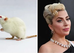 Chuột đu đưa theo nhịp điệu, mê nhạc Lady Gaga?