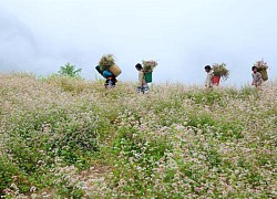 Hà Giang mùa hoa tam giác mạch