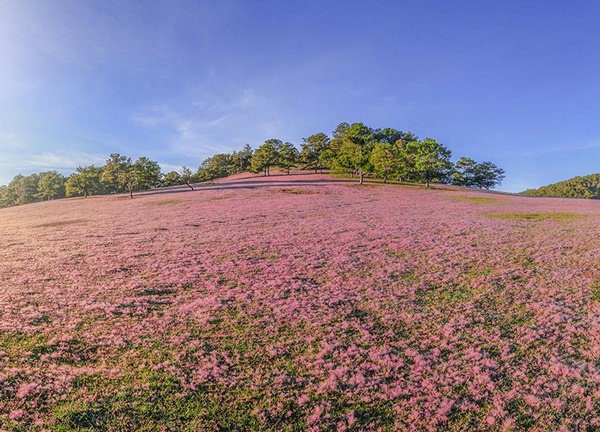 Mùa hội cỏ hồng Lang Biang