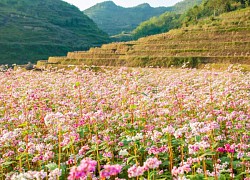 Chơi đâu ở Hà Giang mùa hoa tam giác mạch