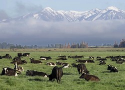 'Cuộc chiến sữa' New Zealand - Canada khơi mào tranh chấp thương mại đầu tiên trong CPTPP