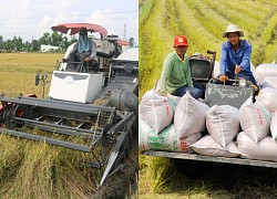 Giá lúa gạo hôm nay 21/11: Triển vọng lớn từ thị trường châu Âu và Trung Quốc