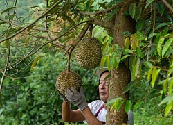 Nông dân Thái Lan lo cạnh tranh 'sốt vó' với sầu riêng tươi Việt Nam