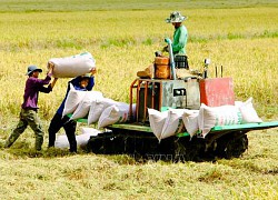 Thúc đẩy sản xuất, tiêu thụ bền vững chuỗi lúa gạo vùng ĐBSCL