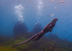 Kỳ nhông biển: Những con thằn lằn có vẻ ngoài giống như Godzilla