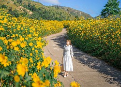 Hoa dã quỳ nở vàng óng dưới chân ngọn núi lửa triệu năm ở Gia Lai khiến dân tình rộn ràng đến "sống ảo"