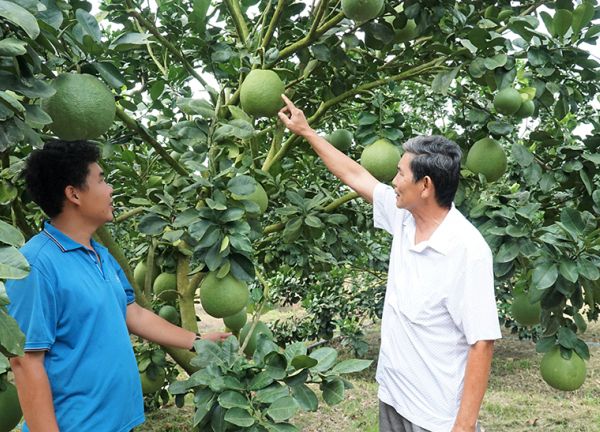 Mô hình trồng bưởi hữu cơ Bước đệm hướng tới xuất khẩu