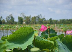 Phát triển du lịch gắn với phát huy giá trị cây sen ở Tháp Mười