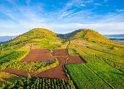 &#8216;Ruộng bậc thang&#8217; hoa dã quỳ nhuộm vàng núi lửa R&#8217;Chai