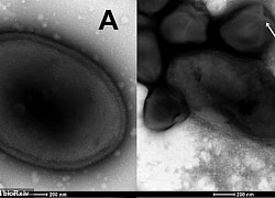 Hồi sinh thành công một chủng virus có từ gần 50.000 năm trước