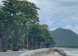 Về Côn Đảo thăm &#8220;cụ bàng&#8221; di sản trăm năm tuổi