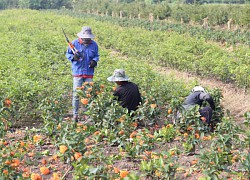 TP.HCM: Trồng 1.000 cây mai vàng dọc tuyến đường chính của Làng mai Bình Lợi