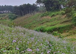 Trên cung đường đẹp như lụa ngọc trai đến Mộc Châu